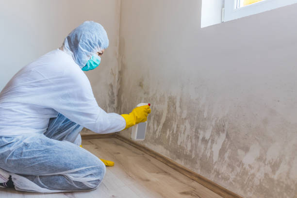 Licensed Mold Remediation service in Elmira, NY - WQB Mold Removal